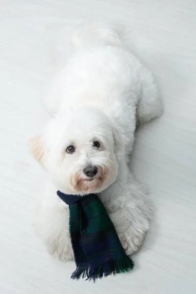 Een Hoge Hoek Shot Van Een Schattige Bichon Frise Dragend — Stockfoto