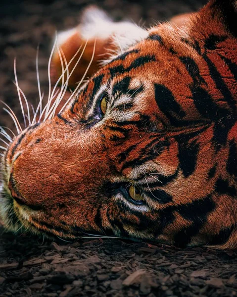 Den Vertikala Utsikten Över Sumatran Tigers Huvud Ligger Marken Med — Stockfoto