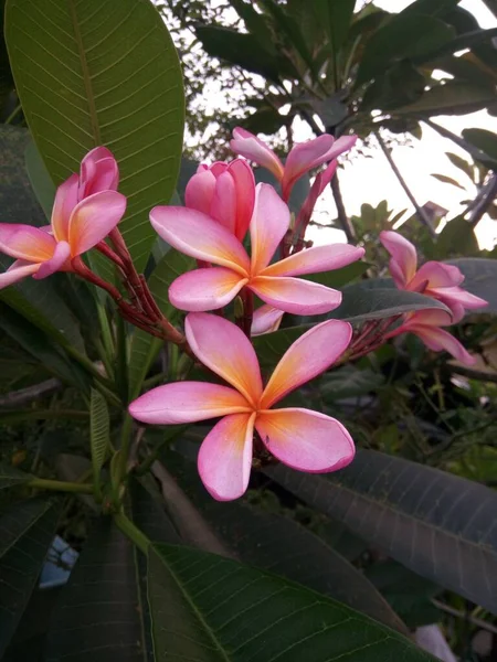 庭には黄橙色を伴うピンクのフランジパニの花が咲いています — ストック写真