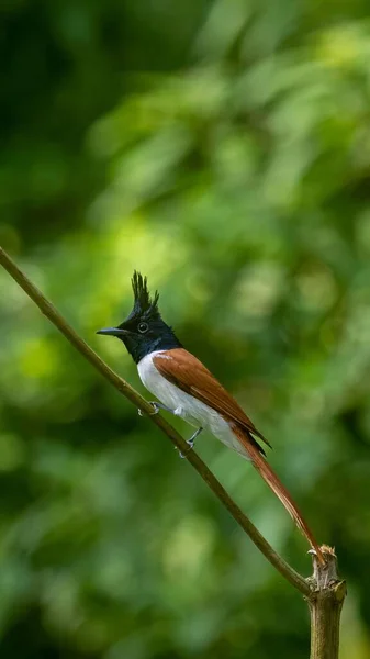 Vertical Shot Indian Paradise Flycatcher Perched Branch Forest Daylight — Stock Photo, Image