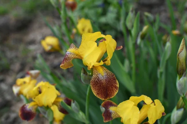 Het Close Uitzicht Van Gele Iris Bloemen Bloeien Groene Bladeren — Stockfoto