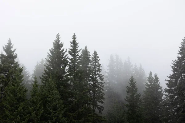 Uma Bela Vista Pinheiros Cobertos Neblina Floresta Suíça — Fotografia de Stock