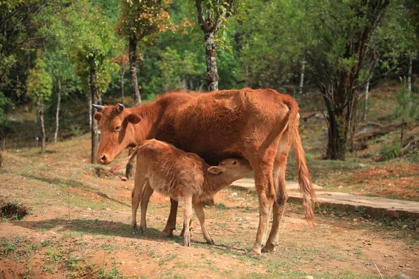 Primer Plano Una Vaca Alimentando Ternero Aire Libre — Foto de Stock