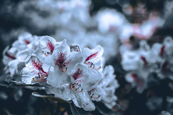 Крупним Планом Білі Квіти Рододендрона Сапфо Ростуть Чагарнику — стокове фото