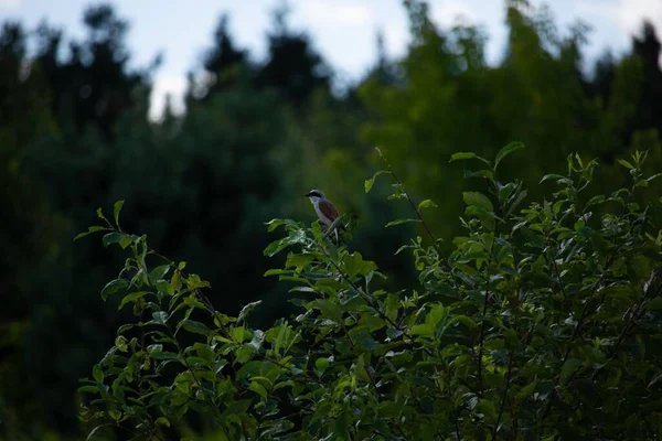 Bedårande Brown Shrike Uppflugen Grenen Grönt Träd — Stockfoto