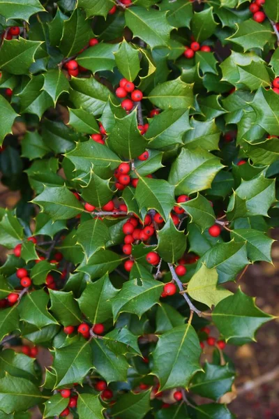 Ein Vertikaler Schuss Stechpalme Mit Roten Beeren Und Grünen Blättern — Stockfoto