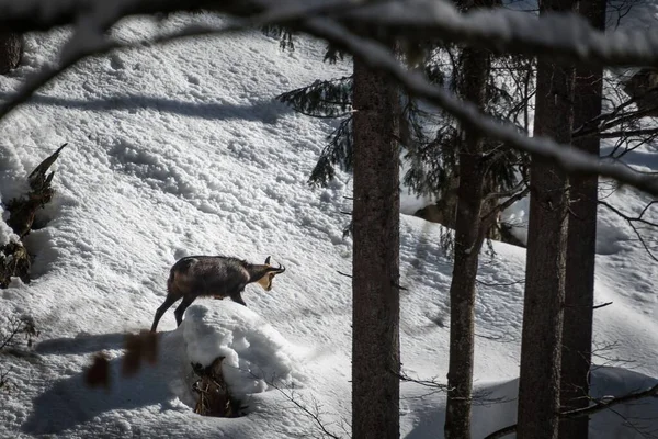 Una Gamuza Alpina Caminando Por Bosque Nevado Durante Día —  Fotos de Stock