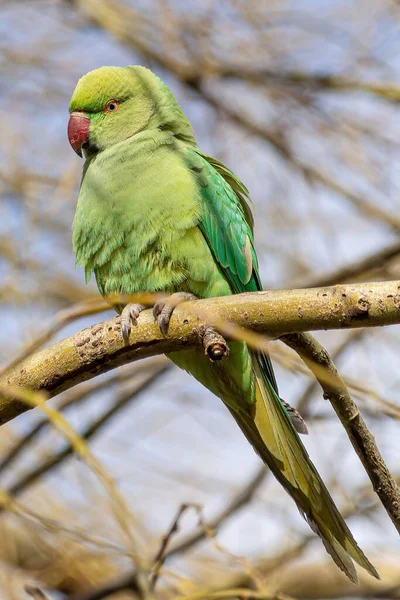 Primer Plano Lindo Periquito Verde Una Rama Bosque — Foto de Stock