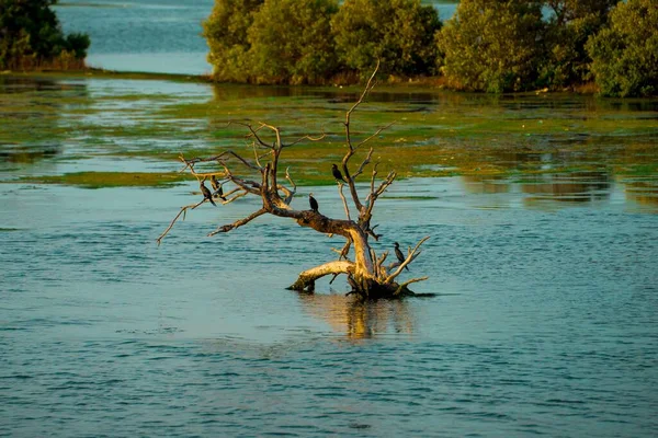 Uma Pequena Árvore Morta Lago Com Pássaros Empoleirados Nele — Fotografia de Stock