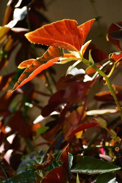 Leaves Orange Poinsettia Sun Garden — Stock Photo, Image