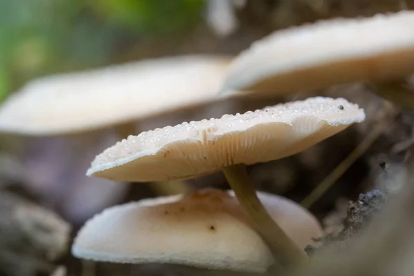 Closeup Shot Polypore Mushrooms Growing Wooden Surface Daylight — Stock Photo, Image