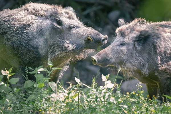 Two wild hogs in high grass at Wildlife Park Gersfeld Biosphere Reserve Rhon, Germany
