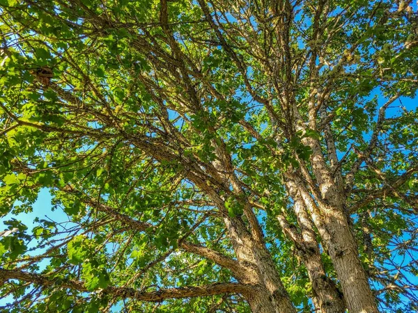 Nízký Úhel Záběru Zelené Svěží Strom Jasnou Oblohou Bavkground — Stock fotografie