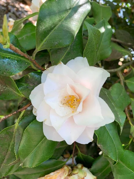 Вертикальный Крупный План Белой Camellia Japonica Ботаническом Саду — стоковое фото