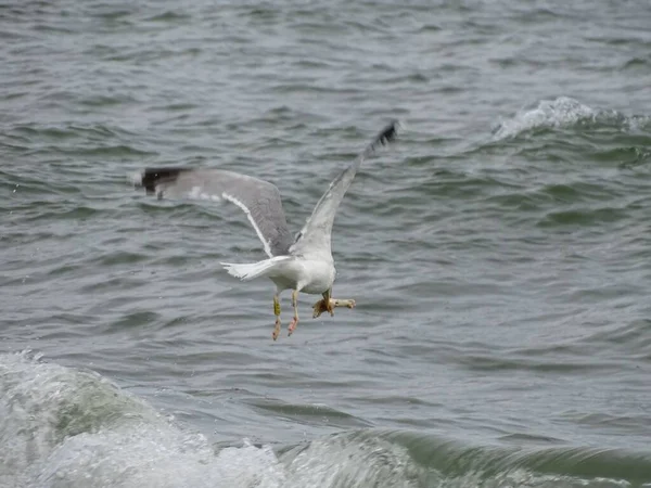 阳光下海鸥在海面上飞翔的风景 — 图库照片