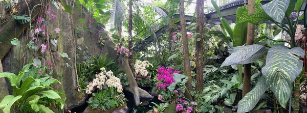 Variété Des Orchidées Colorées Dans Jardin Botanique — Photo
