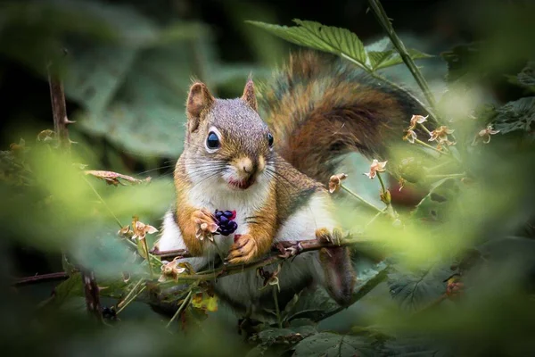 Ein Süßes Kleines Eichhörnchen Wurde Wald Gefangen Und Frisst Blaubeeren — Stockfoto