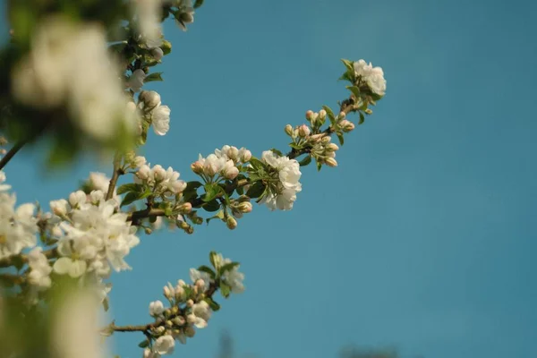 Крупный План Белых Цветов Цветущих Ветке Дерева — стоковое фото