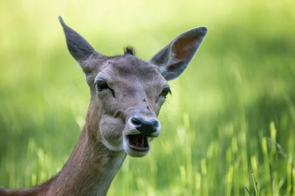 Female Sika Deer Wildlife Park Gersfeld Biosphere Reserve Rhon Germany — Stock Photo, Image