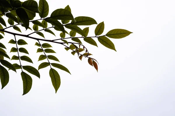 空を背景に緑の葉を持つ木の枝の閉鎖 — ストック写真