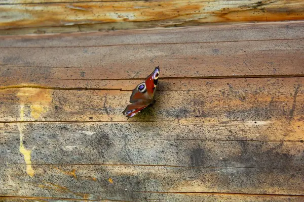 Zbliżenie Peacock Motyl Spoczywający Drewnie Podczas Dnia — Zdjęcie stockowe