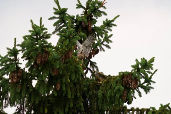 羽の開いたトウヒの木の上に鷹が倒れた — ストック写真