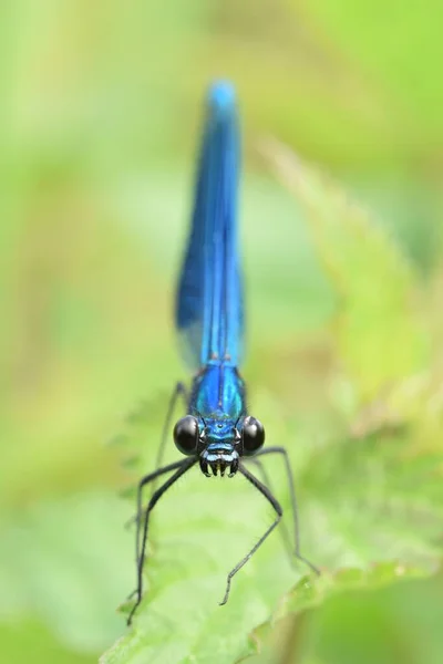 Closeup Vertical Shot Male Banded Demoiselle Calopteryx Splendens Sitting Nettle — Stock Photo, Image