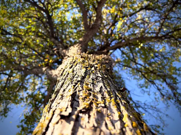 Den Låga Vinkeln Ett Träd Grenar Mot Den Blå Himlen — Stockfoto