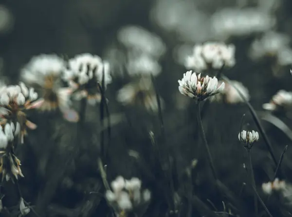 Eine Nahaufnahme Von Weißkleeblumen Die Gras Wachsen — Stockfoto