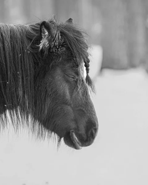 Nahaufnahme Eines Pferdekopfes Mit Entzückenden Geflochtenen Pony — Stockfoto