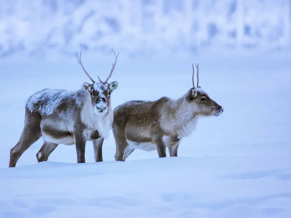 Twee Prachtige Spitsbergen Rendieren Bedekt Met Sneeuw Het Daglicht — Stockfoto