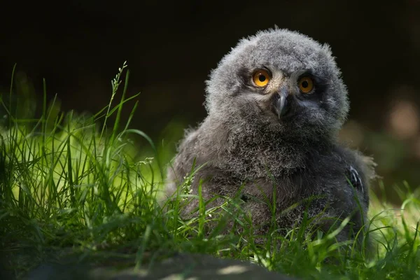 Fluffy Snowy Owl Chick You Want Cuddle — Stock Photo, Image