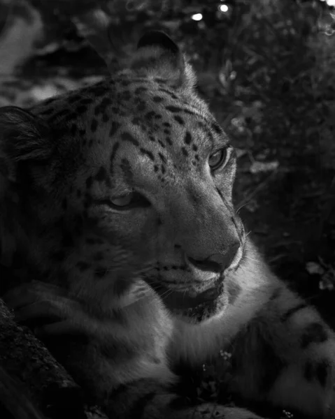 Gråskaleskott Leopard Som Ligger Marken — Stockfoto