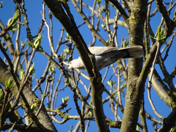 Gros Plan Pigeon Perché Sur Des Branches Arbres — Photo