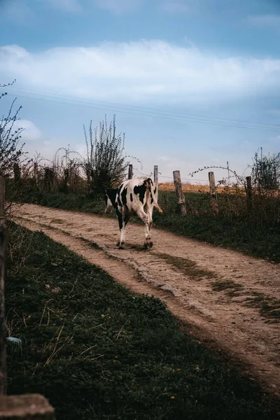 Widok Krowy Chodzącej Drodze Przez Pola Pod Czystym Niebem — Zdjęcie stockowe