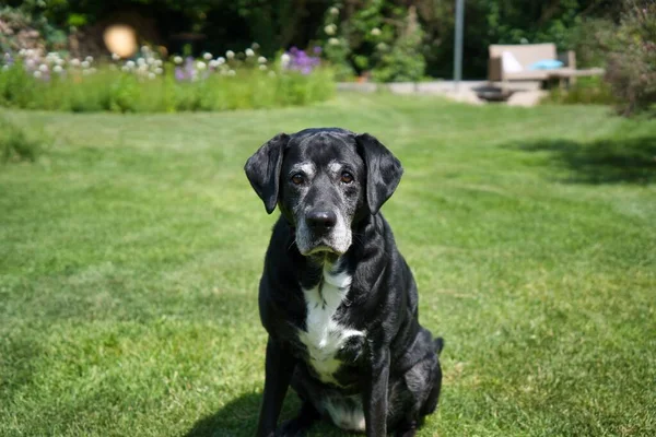 A beautiful view of a greater swiss mountain dog in the park