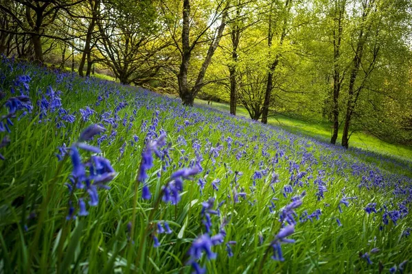 Beaux Bluebells Fleurissant Dans Les Bois Par Une Journée Ensoleillée — Photo