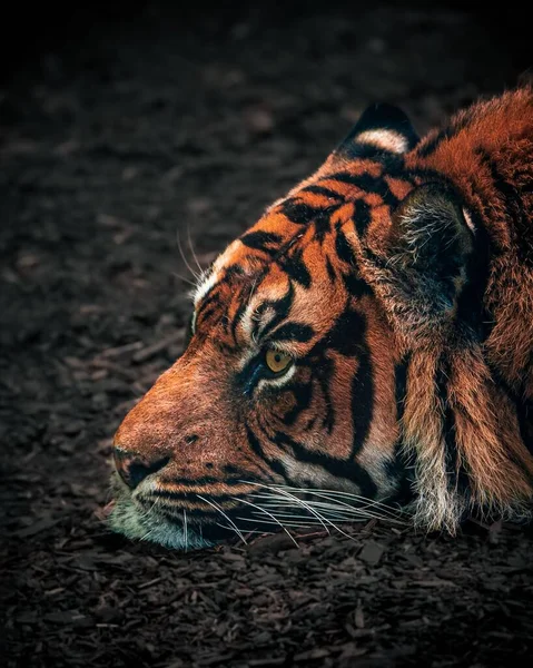 Szumátrai Tigris Fejének Függőleges Közelsége Földön Fekve — Stock Fotó