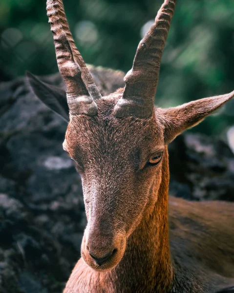 Vertical Portrait Alpine Ibex Gorgeous Horns — Stock Photo, Image