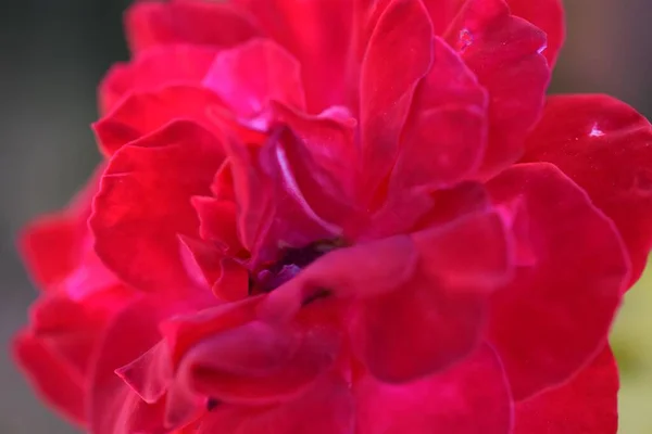 Uma Foto Macro Uma Bela Rosa Vermelha Perfeito Para Papéis — Fotografia de Stock