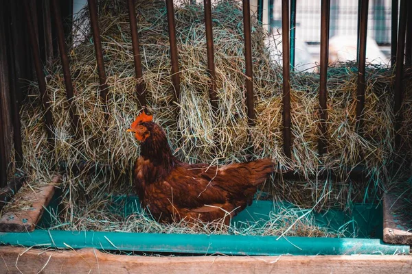 Крупный План Коричневой Курицы Ферме — стоковое фото