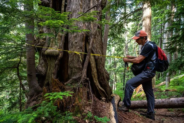 Een Man Ontdekt Berenhol Dakota Ridge Sunshine Coast Canada — Stockfoto