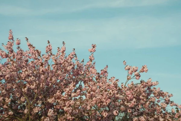 Closeup Pink Cherry Flowers Blooming Branch Tree — Stock Photo, Image