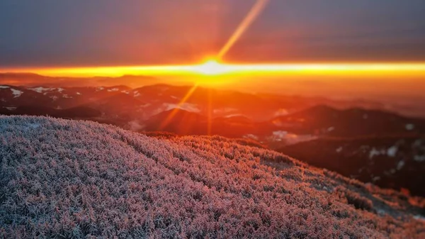 겨울에 눈덮인 가지다 — 스톡 사진