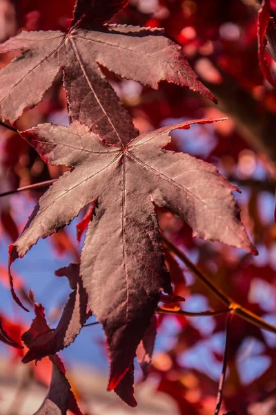 Bulanık Bir Arkaplanda Kırmızı Sonbahar Yapraklarının Yakın Çekimi — Stok fotoğraf