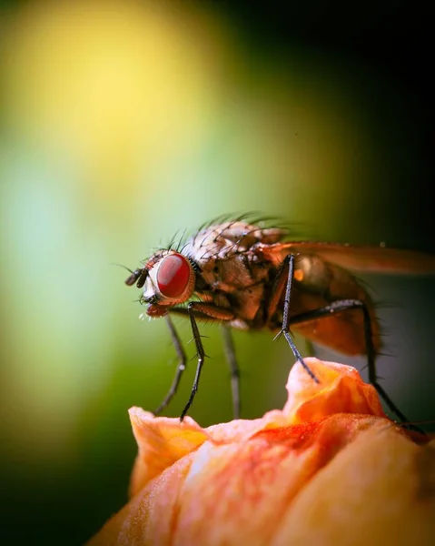 Tiro Seletivo Foco Uma Mosca Doméstica Que Está Uma Fruta — Fotografia de Stock