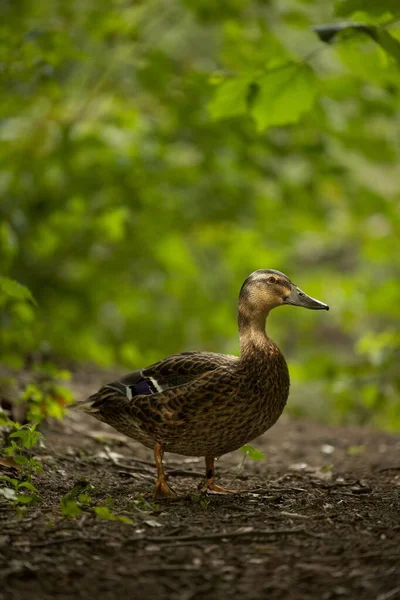 Tiro Vertical Pato Mallard Fêmea Andando Chão — Fotografia de Stock