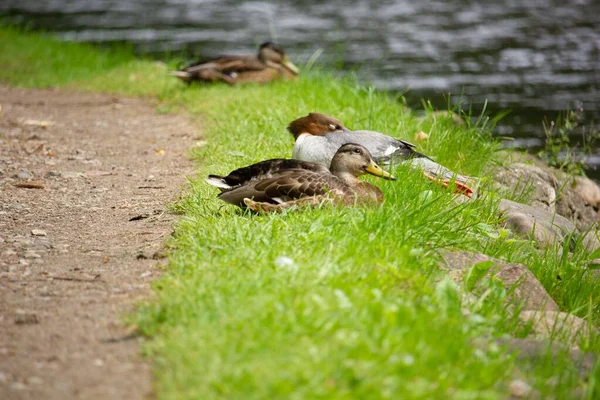 一群鸭子坐在池塘边的草地上 — 图库照片