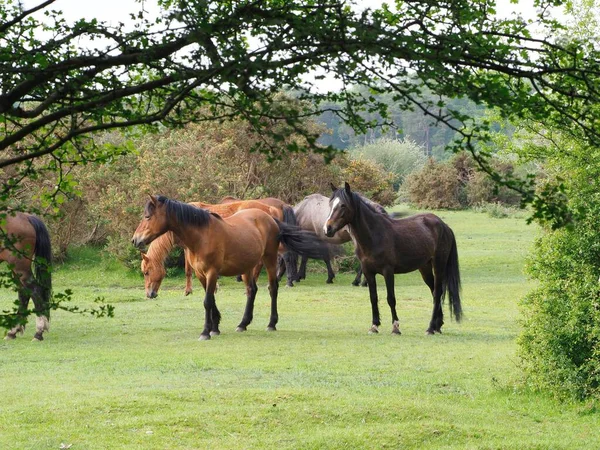 一群棕色的马在英格兰的公园里散步 — 图库照片