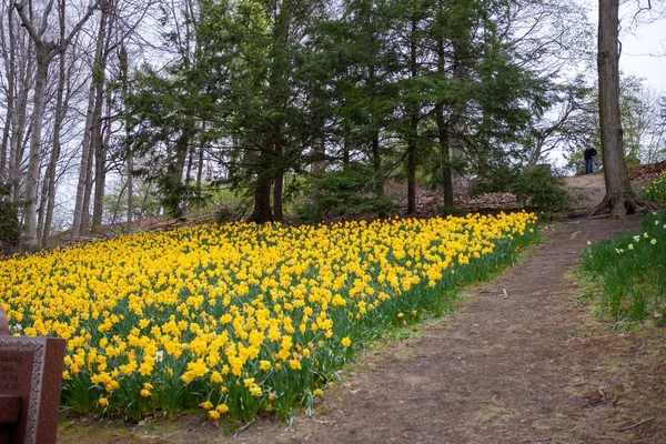 Una Hermosa Vista Flores Narciso Amarillo Bosque Una Zona Rural — Foto de Stock